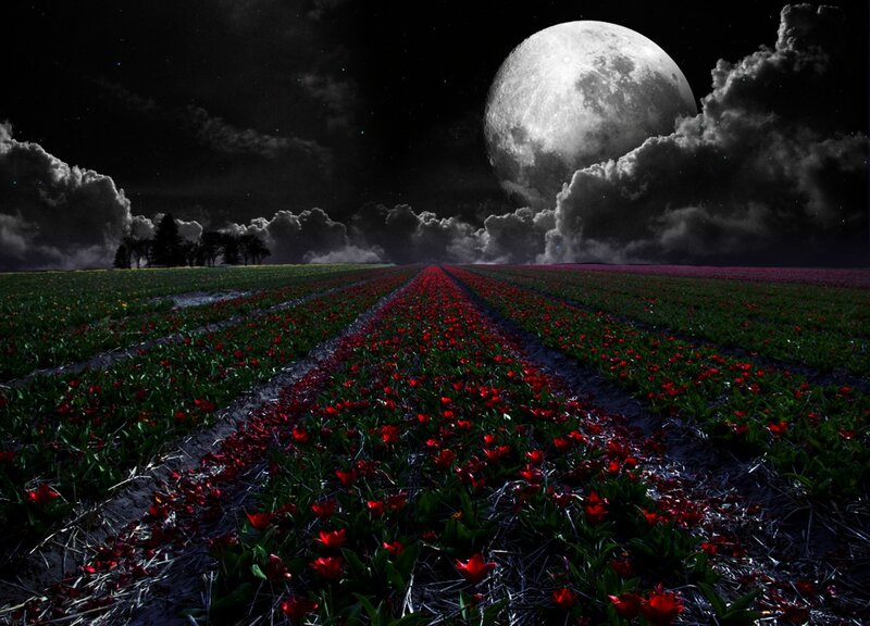 Red Tulip Field — Black