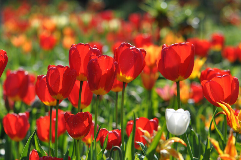 Red Tulip Field — Bright