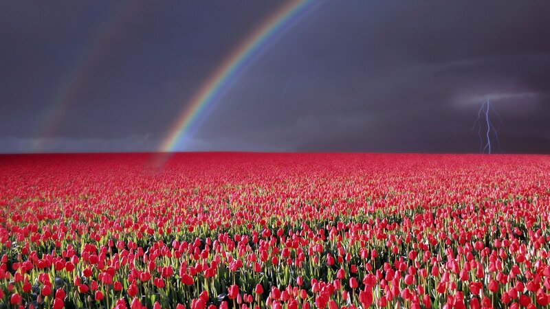 Red Tulip Field — Dramatic, Afternoon, Photograph, Rainbow, Lightning