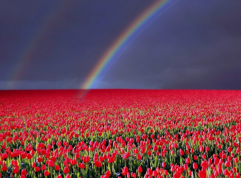 Red Tulip Field — Dramatic, Afternoon, Photograph, Rainbow, Sky
