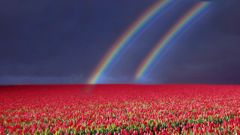 Red Tulip Field — Dramatic, Afternoon, Photograph, Rainbow