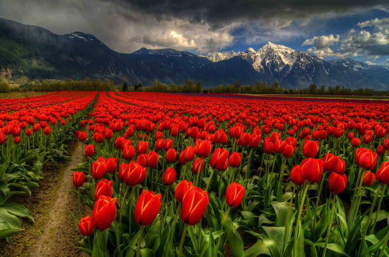 Red Tulip Field — Dramatic, Afternoon, Photograph