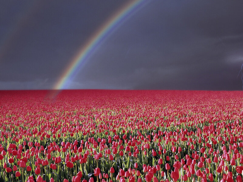 Red Tulip Field — Dramatic, Afternoon