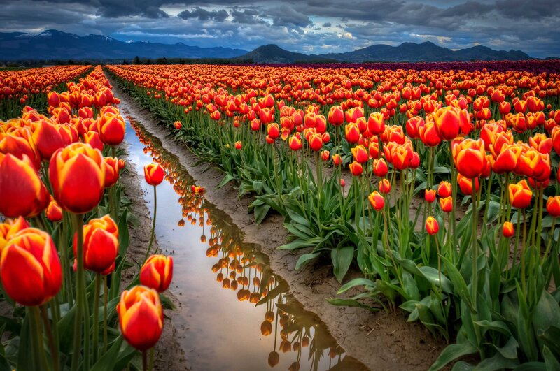 Red Tulip Field — Dramatic, Spring, Photograph, Mountains
