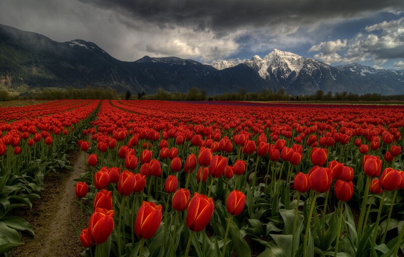 Red Tulip Field — Dramatic, Spring, Photograph