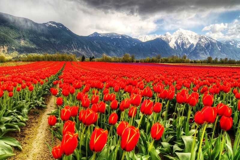 Red Tulip Field — Dramatic, Spring