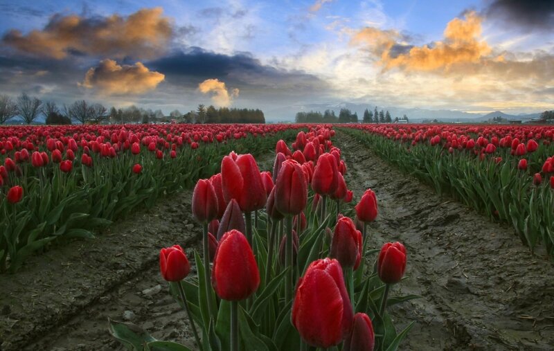 Red Tulip Field — Dramatic, Sunrise, Photograph, Clouds, Mountains