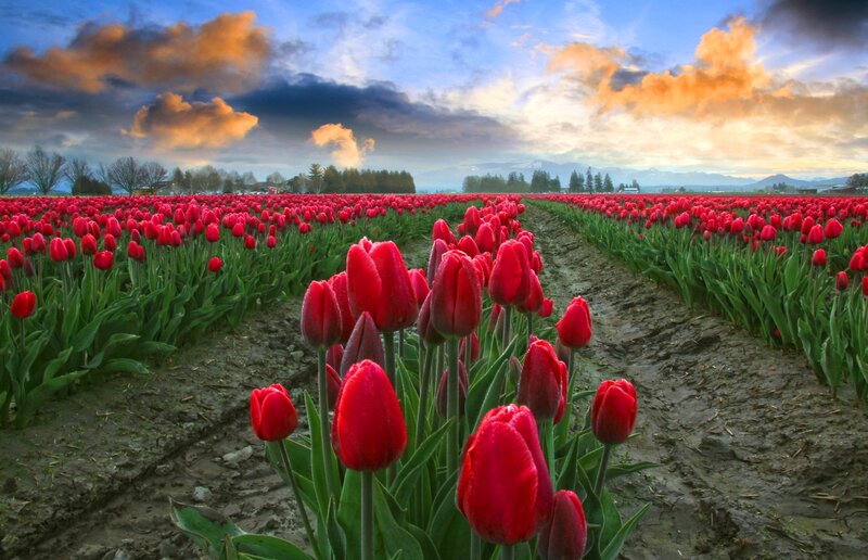 Red Tulip Field — Dramatic, Sunrise, Photograph, Clouds