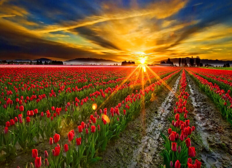 Red Tulip Field — Dramatic, Sunrise, Photograph