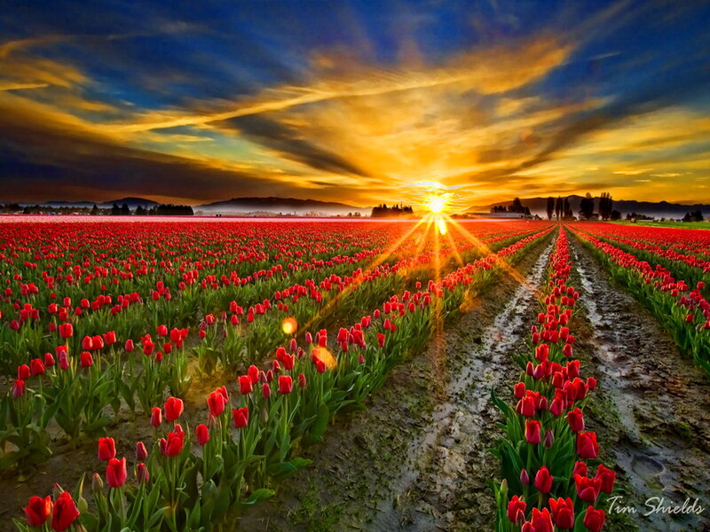 Red Tulip Field — Dramatic, Sunrise