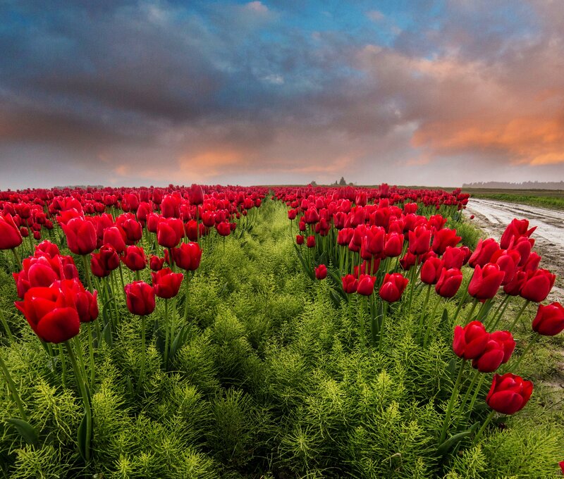 Red Tulip Field — Dramatic, Sunset, Photograph, Clouds