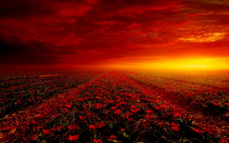Red Tulip Field — Dramatic, Sunset, Photograph, Flowers