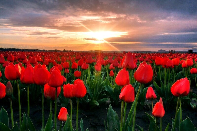 Red Tulip Field — Dramatic, Sunset, Photograph, Sun