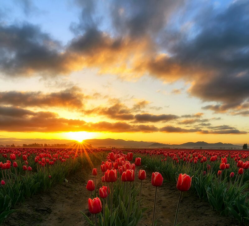 Red Tulip Field — Dramatic, Sunset, Photograph, Sunrise