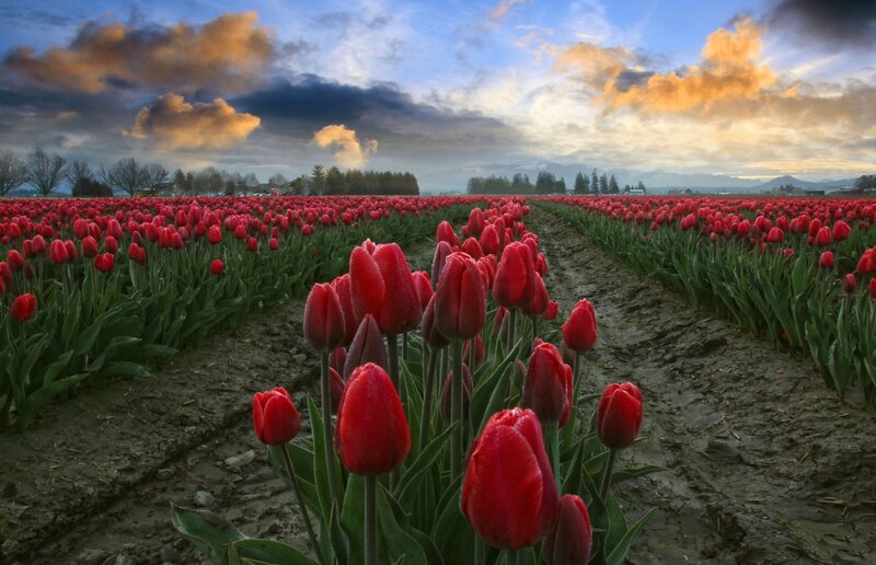 Red Tulip Field — Dramatic, Sunset, Photograph