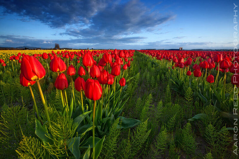 Red Tulip Field — Dramatic, Sunset