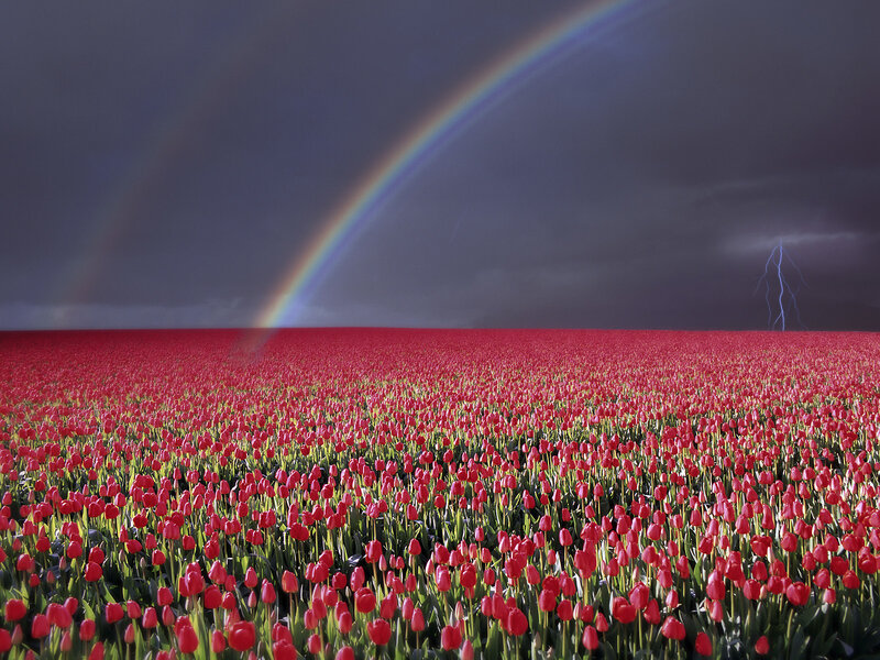Red Tulip Field — Dramatic