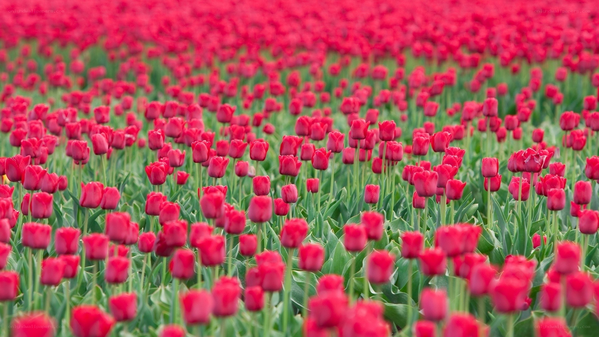 Red tulip field in bloom