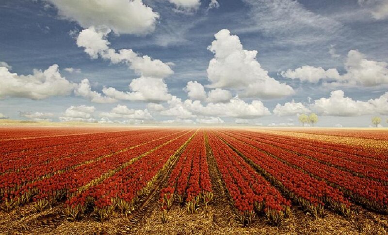Red Tulip Field — Serene, Afternoon, Photograph, Clouds