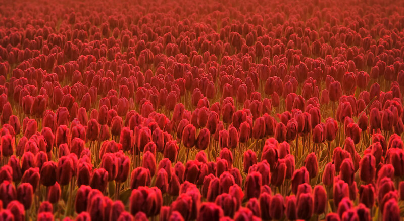Red Tulip Field — Serene, Afternoon, Photograph, Flowers