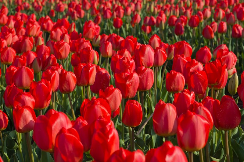 Red Tulip Field — Serene, Afternoon, Photograph, Green Leaves