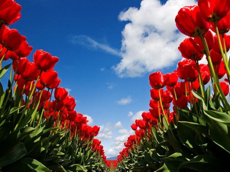 Red Tulip Field — Serene, Afternoon, Photograph, Sky, Clouds