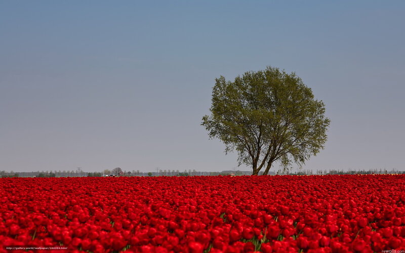 Red Tulip Field — Serene, Afternoon, Photograph, Tree