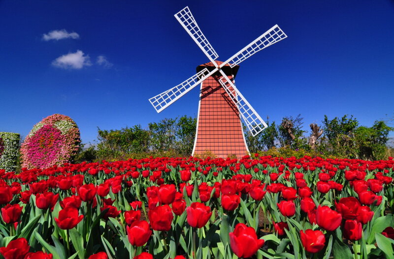 Red Tulip Field — Serene, Afternoon, Photograph, Windmill