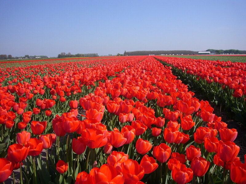 Red Tulip Field — Serene, Afternoon