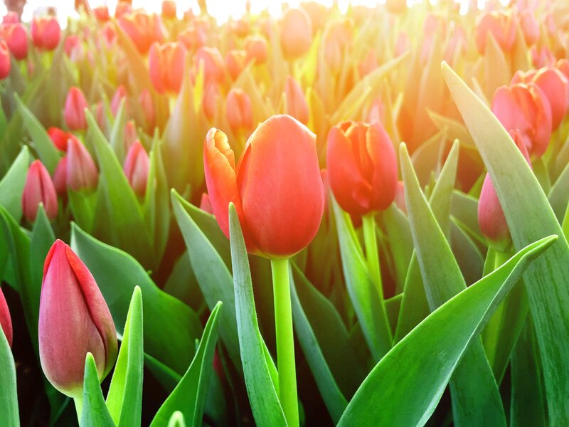 Red Tulip Field — Serene, Morning, Photograph, Green Leaves