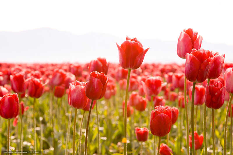 Red Tulip Field — Serene, Morning, Photograph, Mountains