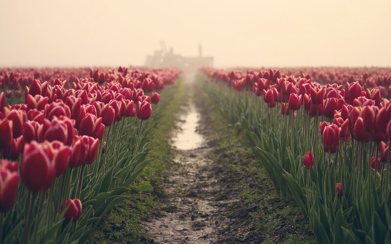 Red Tulip Field — Serene, Morning, Photograph, Tulips