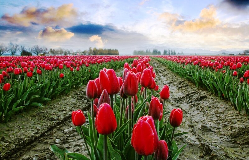 Red Tulip Field — Serene, Morning