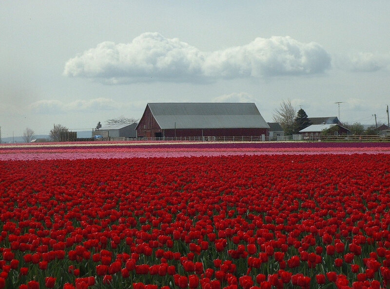 Red Tulip Field — Serene, Spring, Photograph, Barn