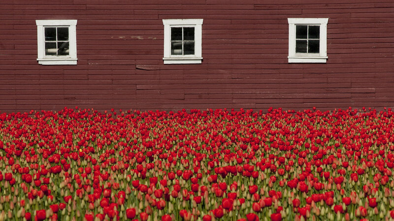 Red Tulip Field — Serene, Spring, Photograph, Barn, Windows