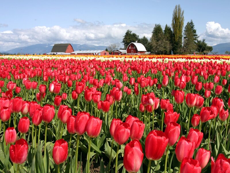 Red Tulip Field — Serene, Spring, Photograph, Barns