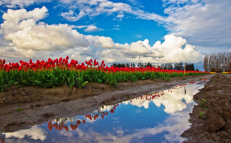 Red Tulip Field — Serene, Spring, Photograph, Clouds