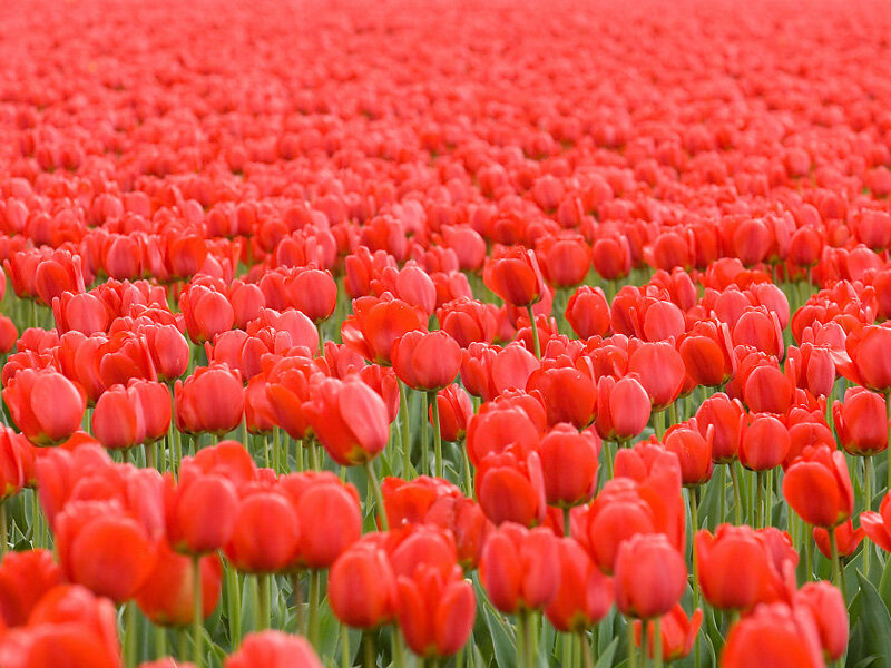Red Tulip Field — Serene, Spring, Photograph, Flowers