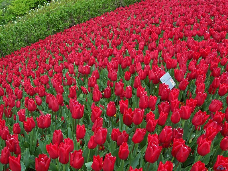 Red Tulip Field — Serene, Spring, Photograph, Green Foliage