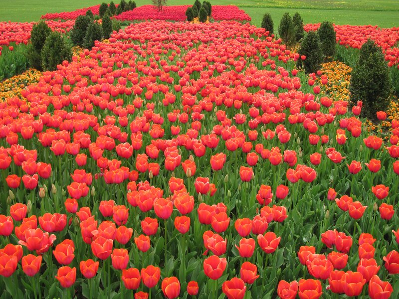 Red Tulip Field — Serene, Spring, Photograph, Green Grass, Shrubs