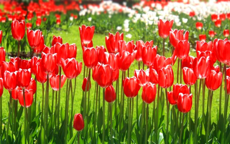 Red Tulip Field — Serene, Spring, Photograph, Green Grass