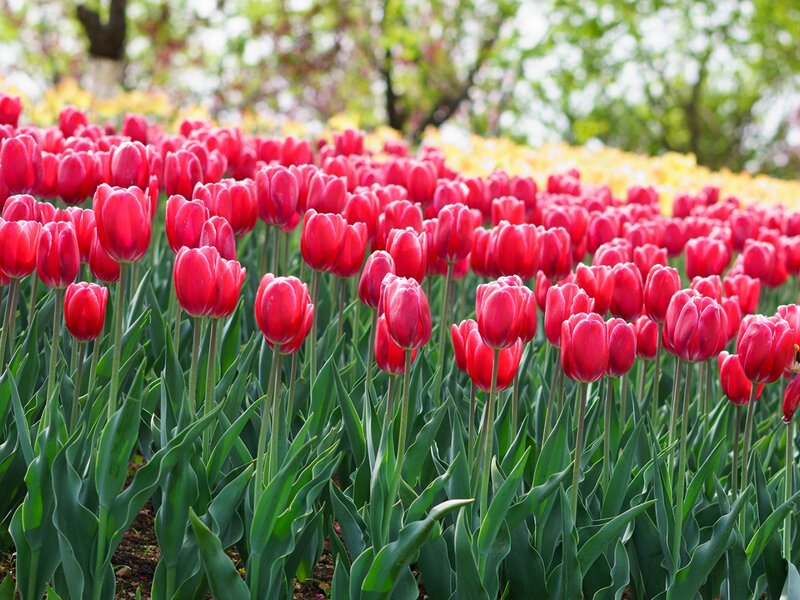 Red Tulip Field — Serene, Spring, Photograph, Green Leaves, Yellow Flowers
