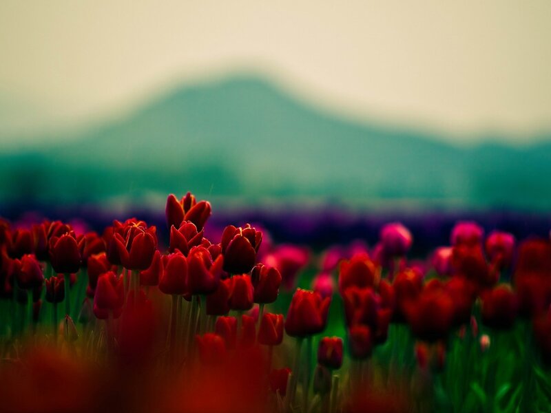 Red Tulip Field — Serene, Spring, Photograph, Mountain, Sky