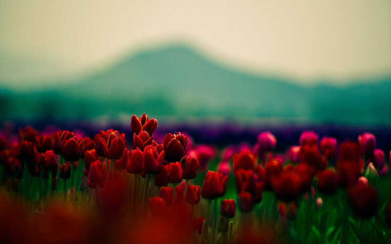 Red Tulip Field — Serene, Spring, Photograph, Mountain