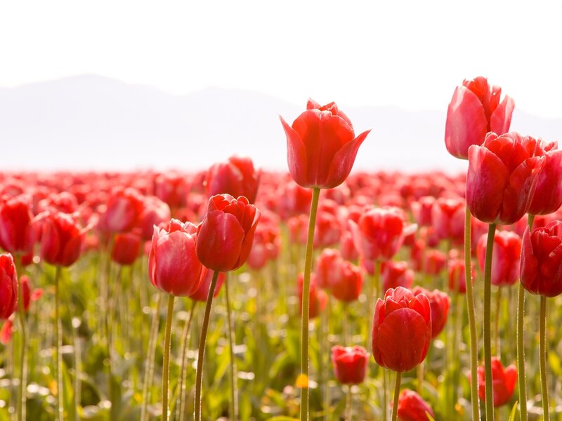Red Tulip Field — Serene, Spring, Photograph, Mountains, Green Stems