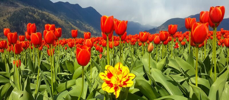 Red Tulip Field — Serene, Spring, Photograph, Mountains, Sky, Green Leaves
