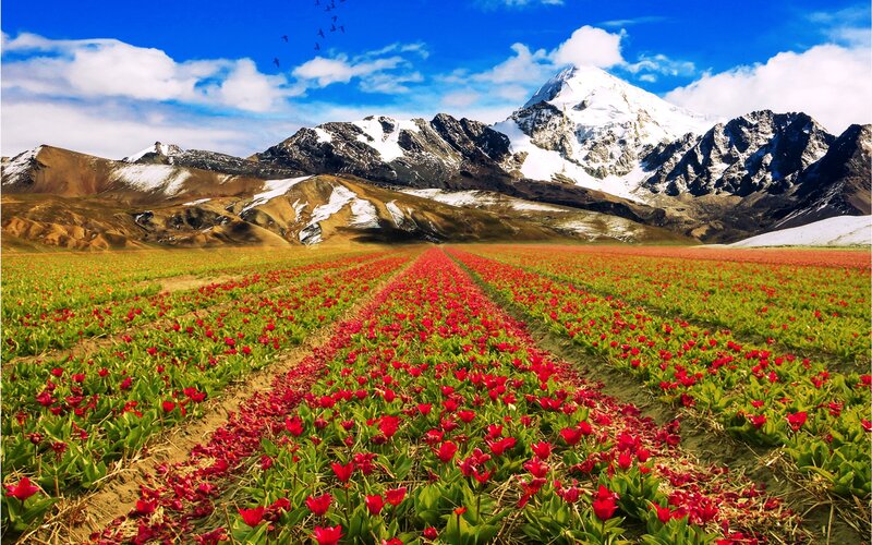 Red Tulip Field — Serene, Spring, Photograph, Mountains, Sky