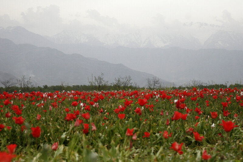 Red Tulip Field — Serene, Spring, Photograph, Mountains
