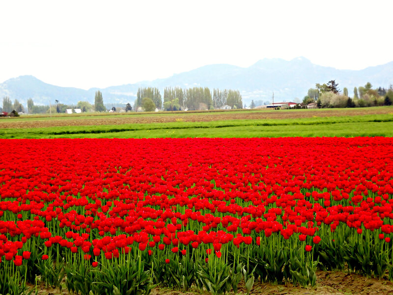 Red Tulip Field — Serene, Spring, Photograph, Mountains, Trees, Farm Buildings