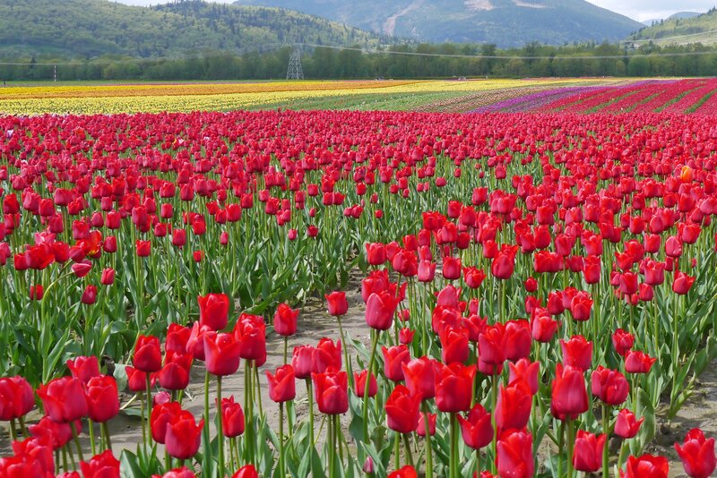 Red Tulip Field — Serene, Spring, Photograph, Mountains, Trees, Power Lines